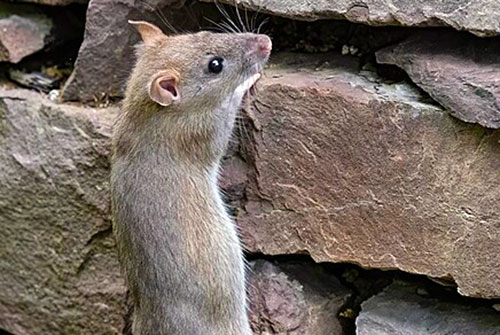 Pest Management Science