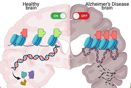 Researchers from Drexel’s College of Arts and Sciences and College of Medicine have found a potential new therapeutic target for Alzheimer’s disease.
