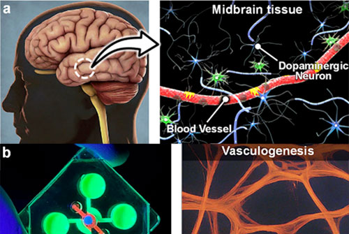 Drexel scientist Myungwoon Lee contributes to a 3D vascularized midbrain model that enables the study of Parkinson's Disease relevant vascular pathology.