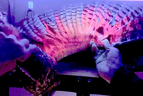 New research led by Emily Griffith, a PhD student in Ecology, Evolution and Earth Systems, reports the discovery of fluorescent pigments in Long-eared Owl feathers. 