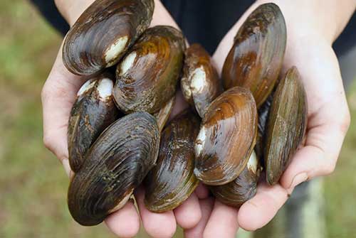 he Philadelphia Water Department is transforming the city’s waterways using a first-of-its-kind mussel hatchery developed in partnership with the Academy of Natural Sciences of Drexel University. Photo: Roger Thomas