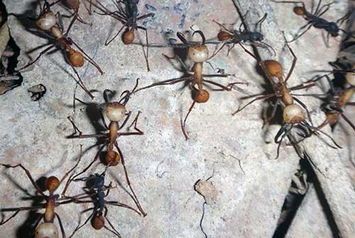 Drexel Professor Sean O'Donnell's study of army ants uncovered surprising insights into how the ants survive extreme temperatures, opening the door to new understandings of how climate change impacts animal behavior.
