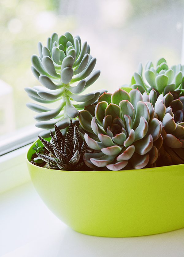 Succulents in a green bowl on a table