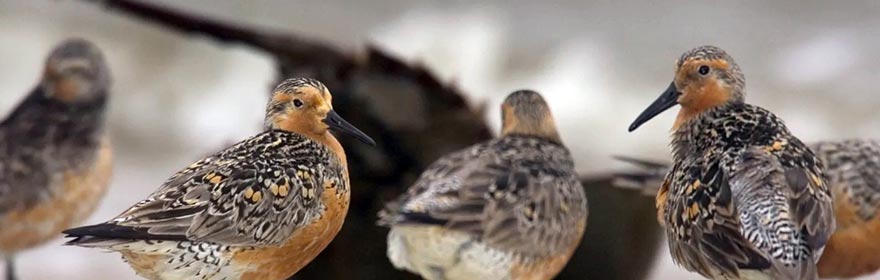 Image: Red Knots – The Academy of Natural Sciences of Drexel University