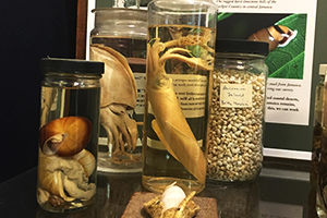 Specimens in jars used for research at the Academy of Natural Sciences of Drexel University
