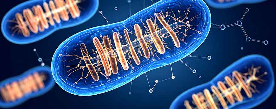 Drexel biochemistry and cell biology scientists investigate the metabolic processes affecting nutrients and cellular components.