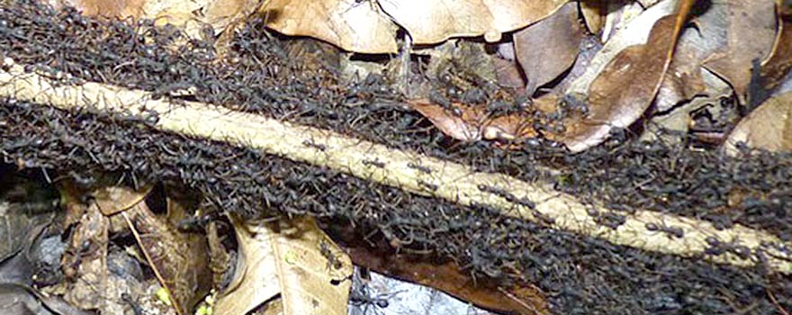 Drexel Biology Department, photo of army ants busy emigrating