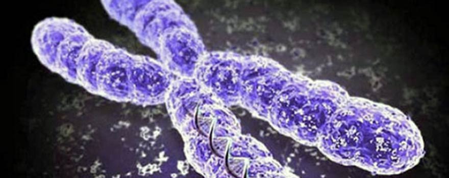 Drexel Department of Biology Genetics and Molecular Biology