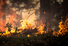 California Wild Fire