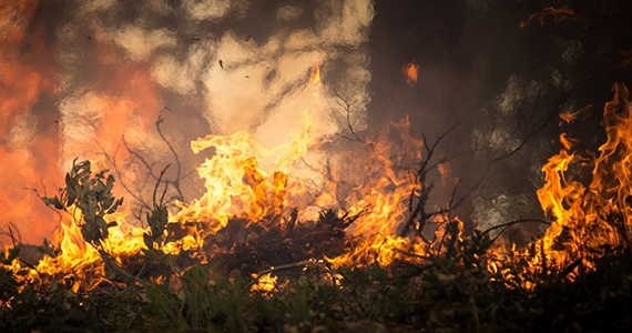California Wild Fire