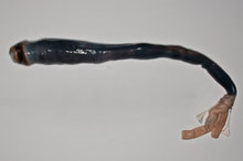 kuphus polythamia giant shipworm