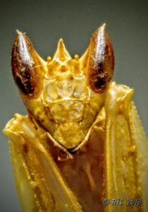 Entomologist’s View on “Ant-Man” | CoAS | Drexel University