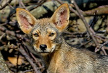 Eastern Coyote Pup. Photo © Christian Hunold