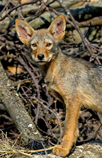 Eastern Coyote Pup. Photo © Christian Hunold