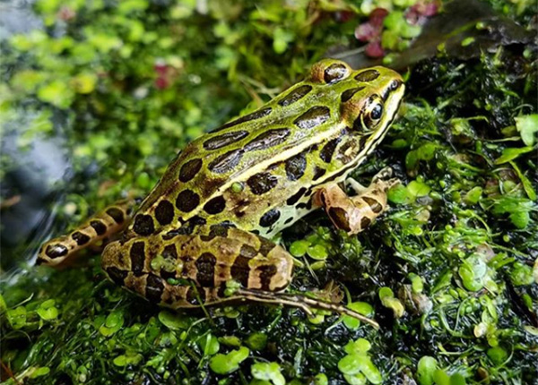 Northern Leopard Frog - Jakub Zegar