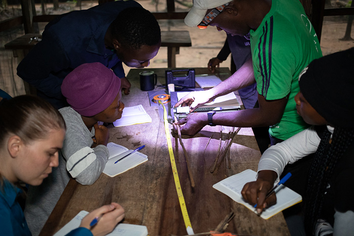 Researchers teach a student how to identify and document chimpanzee tools used for termite fishing.