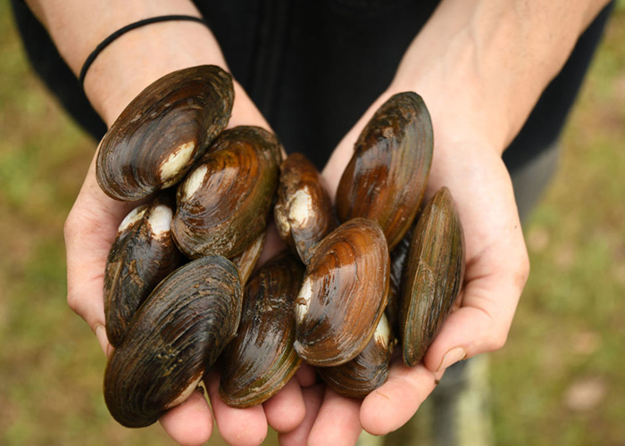 Once plentiful in the Delaware River watershed, mussels help keep rivers, streams and ponds clean by filtering particles out of the water. Photo by Roger Thomas/ANS