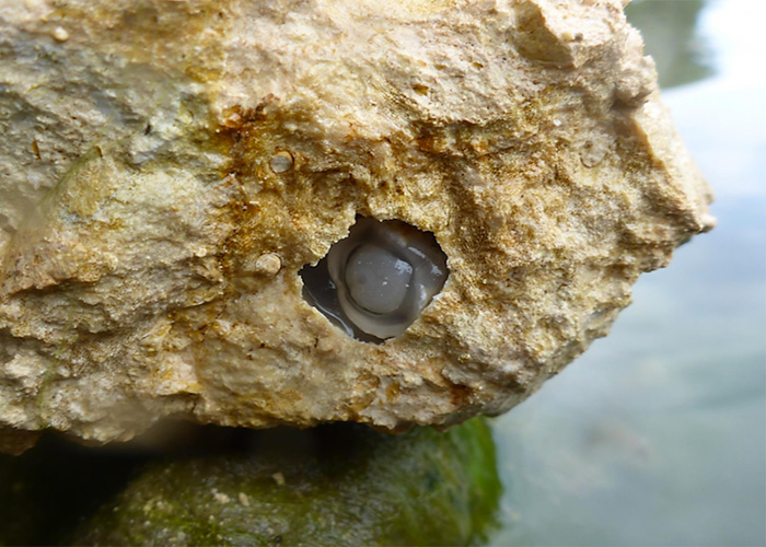 New Species of Shipworm Has an Appetite for Stone