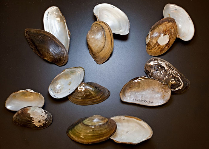 Freshwater mussel historically found in the Delaware River watershed