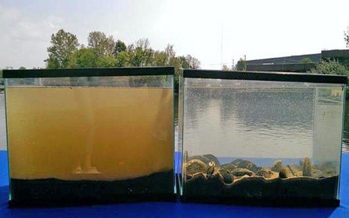The aquaria on the left has no mussels, the one on the right has many mussels filtering its water