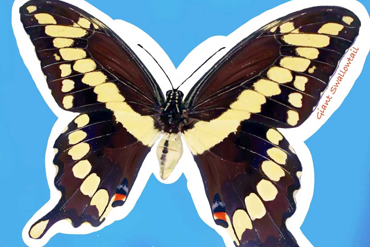 Giant Swallowtail butterfly sticker created by Mary Donnelly, who earned her Bachelor of Science in Environmental Science from Drexel in 2022.