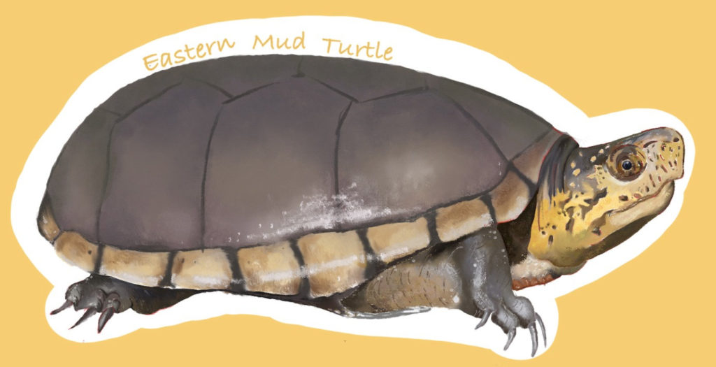 Eastern Mud Turtle sticker created by Mary Donnelly, who earned her Bachelor of Science in Environmental Science from Drexel in 2022.
