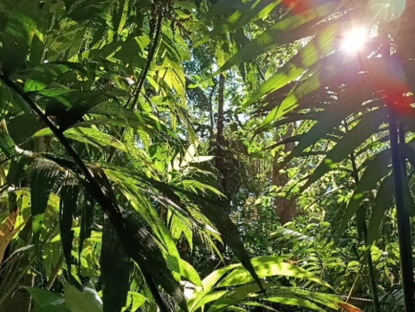 The Costa Rican rainforest