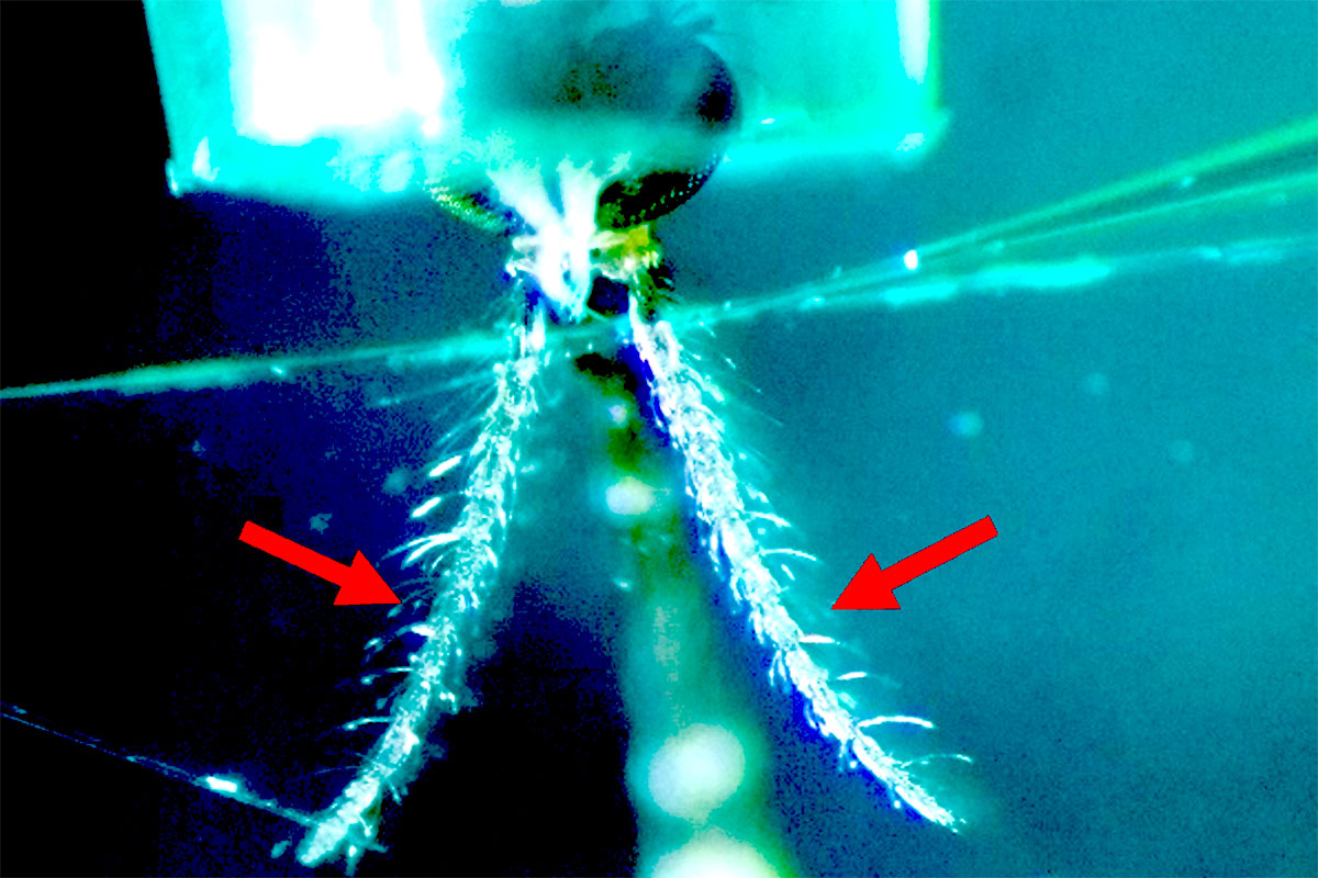Closeup of a mosquito antennae being prepped for a calcium imaging assay in the Drexel Afify Lab.