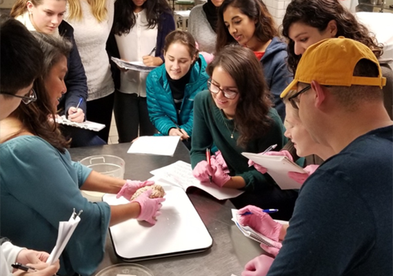 Maria Schultheis, PhD, Professor of Psychology looking at a brain with psychology students