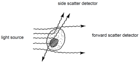 Flow Cytometer light scattering