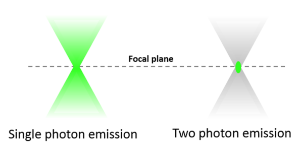 Two-Photon microscopy example