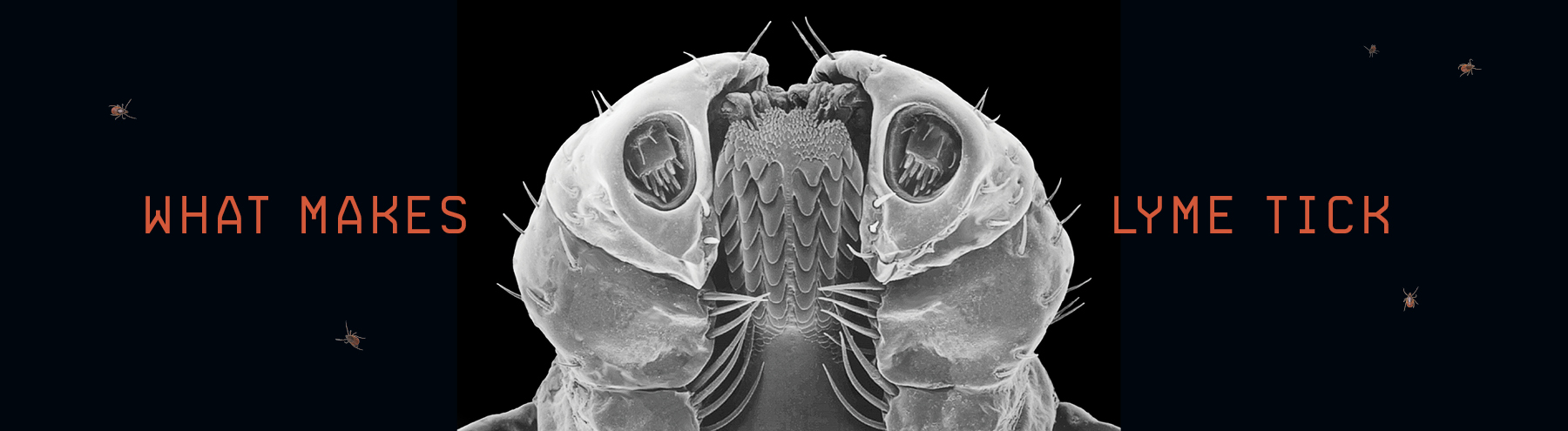 What Makes Lyme Tick?