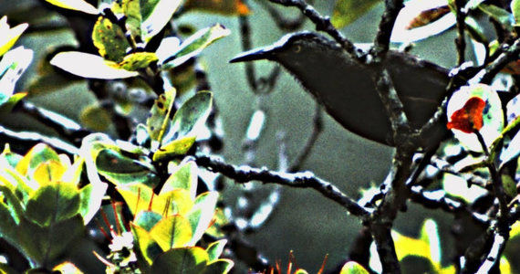 Kauaʻi ʻōʻō bird in forest