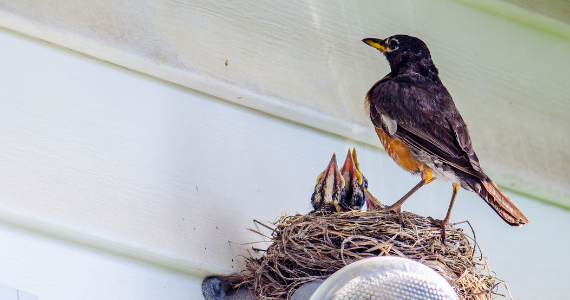 Mother robin feeding her babies