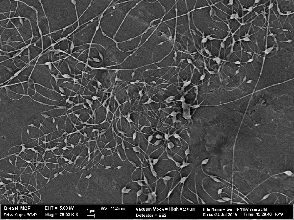 Scanning electron microscope image of electrospun polymer nanofibers