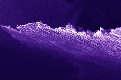 Materials science and engineering at Drexel is ground-breaking. Scanning Electron Micrograph of MXene thin film produced by rolling. Image courtesy of PhD student Michael Ghidiu.