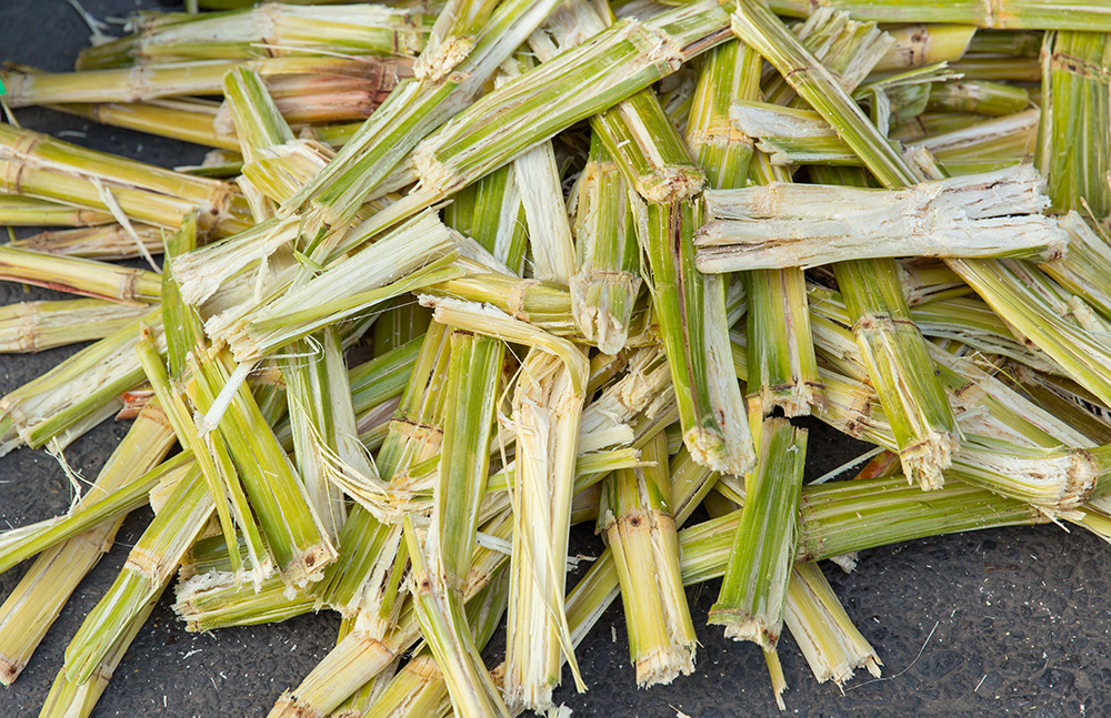 Processed sugarcane.