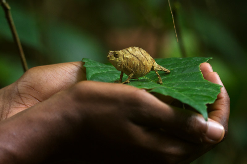 Picture of person holding a chameleon on a leaf