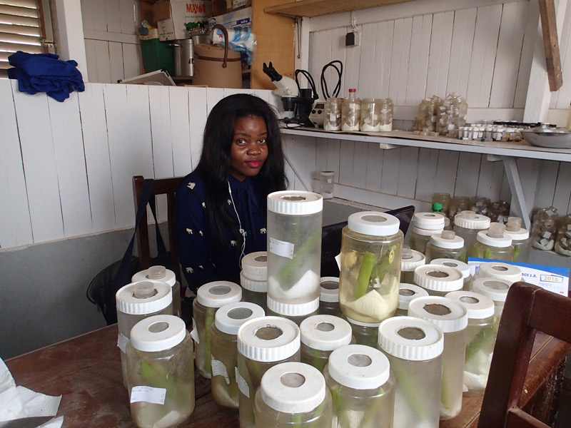 Rosa sitting with her fall army worm samples, showcasing her Practicas project with the International Institute of Tropical Agriculture.