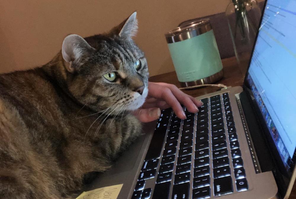 Tabby cat sitting on a laptop keyboard