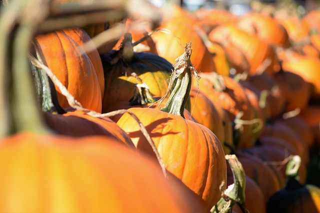 pumpkins in a field 