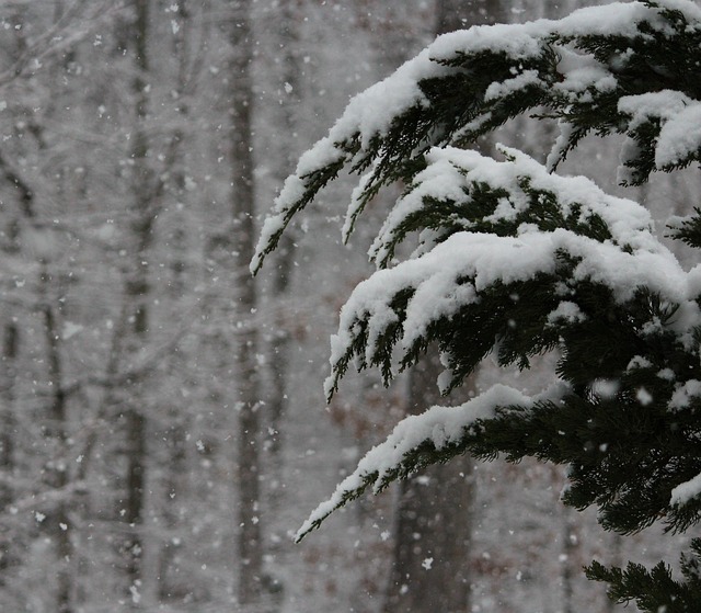 Image of a snow covered branch in a snow storm