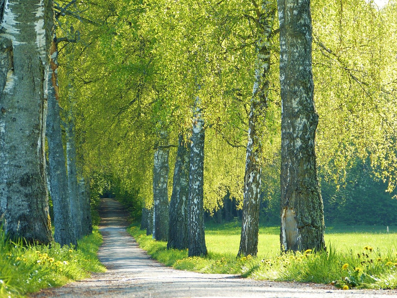Image of a road with tall trees on either side and the light from the sun dappling through the leaves.