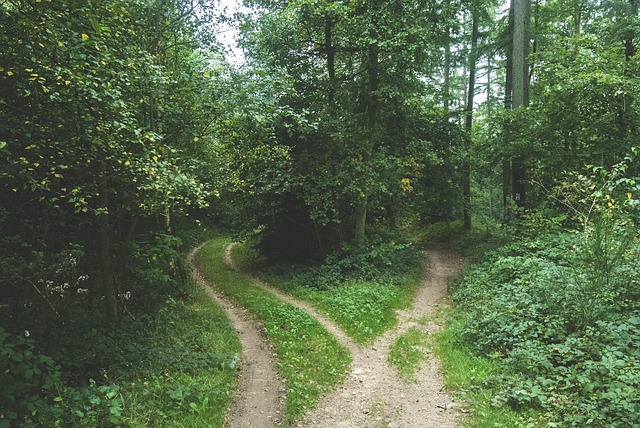 Image of woods where there are two paths to choose from