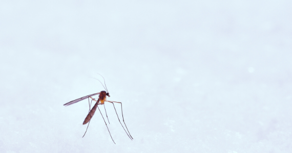Mosquito