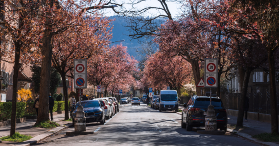 Street parking with spring trees