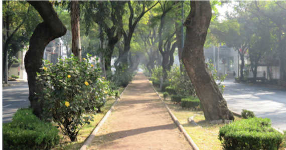 A tree-lined walkway in Mexico City