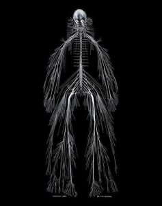 The complete nervous system dissection known as “Harriet” (The Legacy Center Archives and Special Collections)