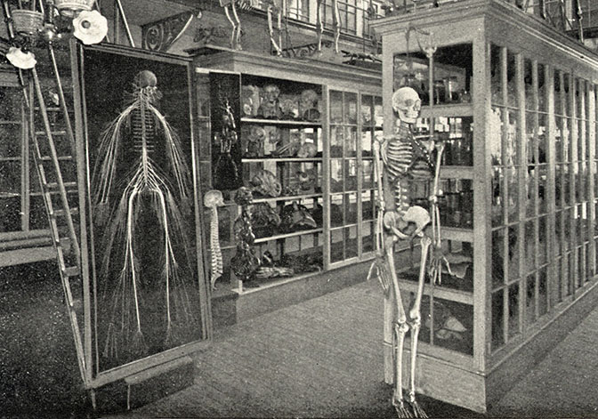 Hahnemann Medical College anatomical museum, 1893 showing the nervous system dissection and other anatomical preparations.
