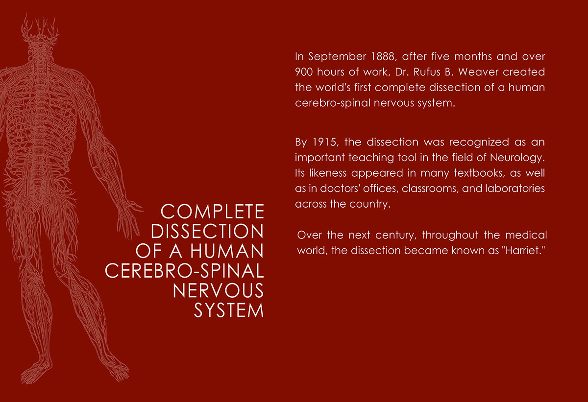 Nervous system dissection known as 'Harriet' exhibit label text - intro panel